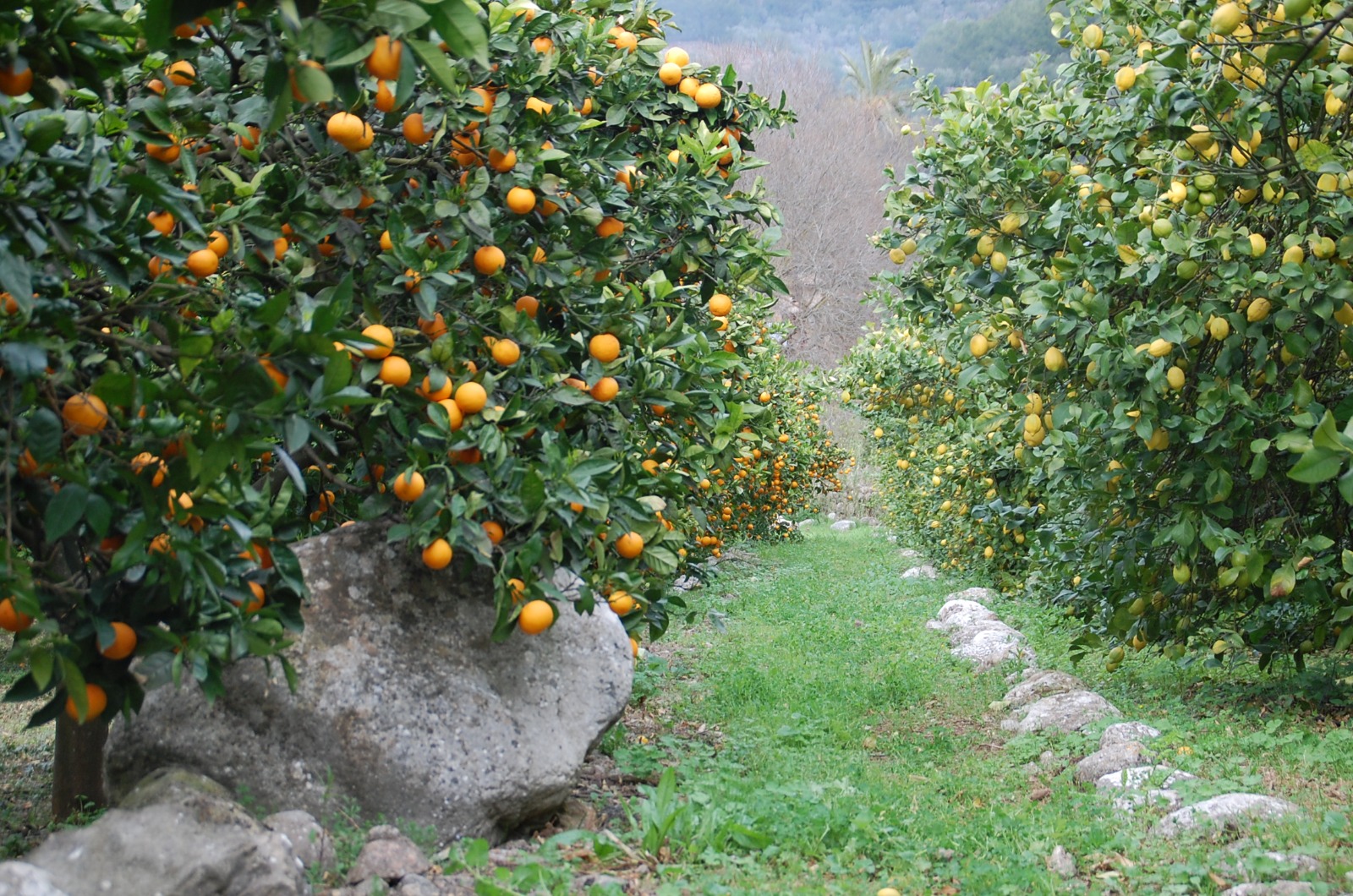 Campo de naranjos.