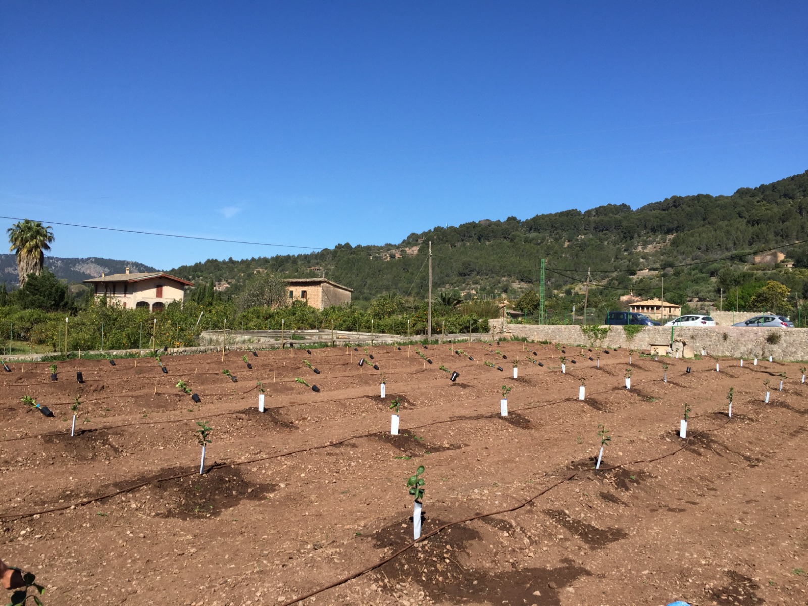Campo de naranjos.