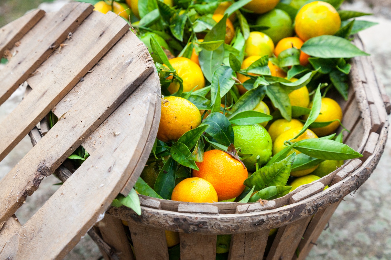 Naranjas.