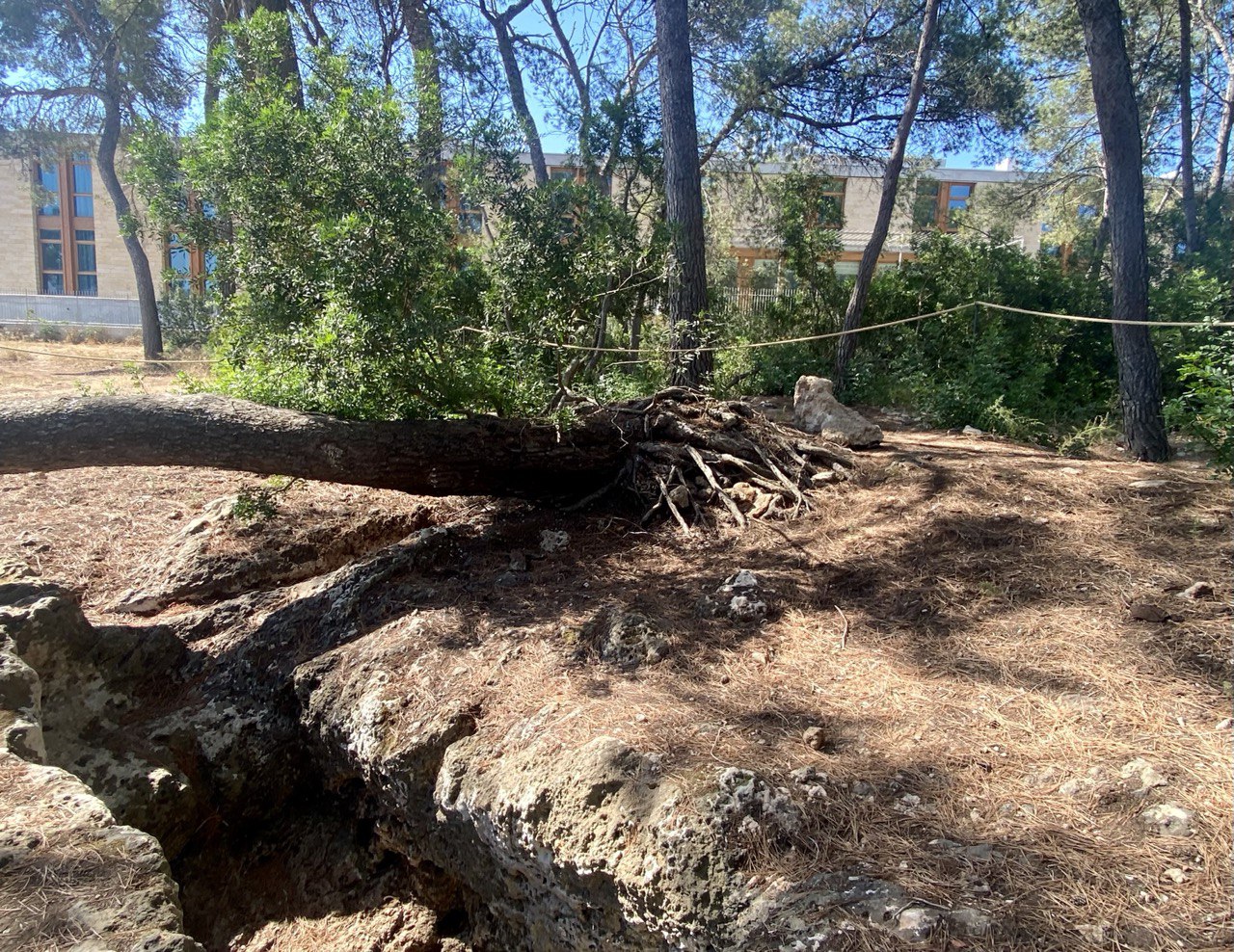 Visita a la cova de Son Caulelles.