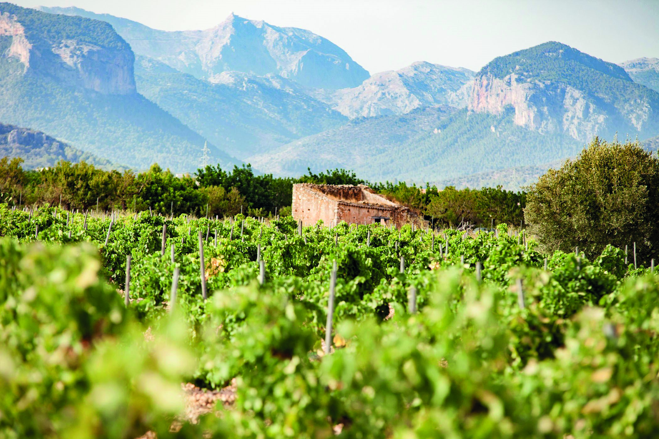 Viñas de Mallorca.
