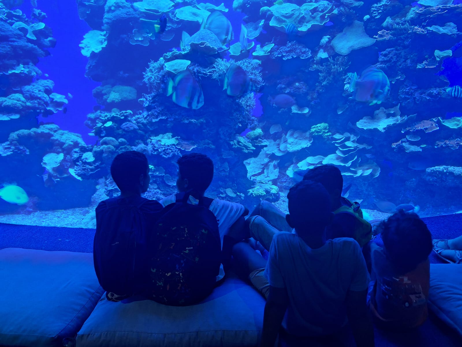 Visita dels nins i nines sahrauís al Plama Aquarium.
