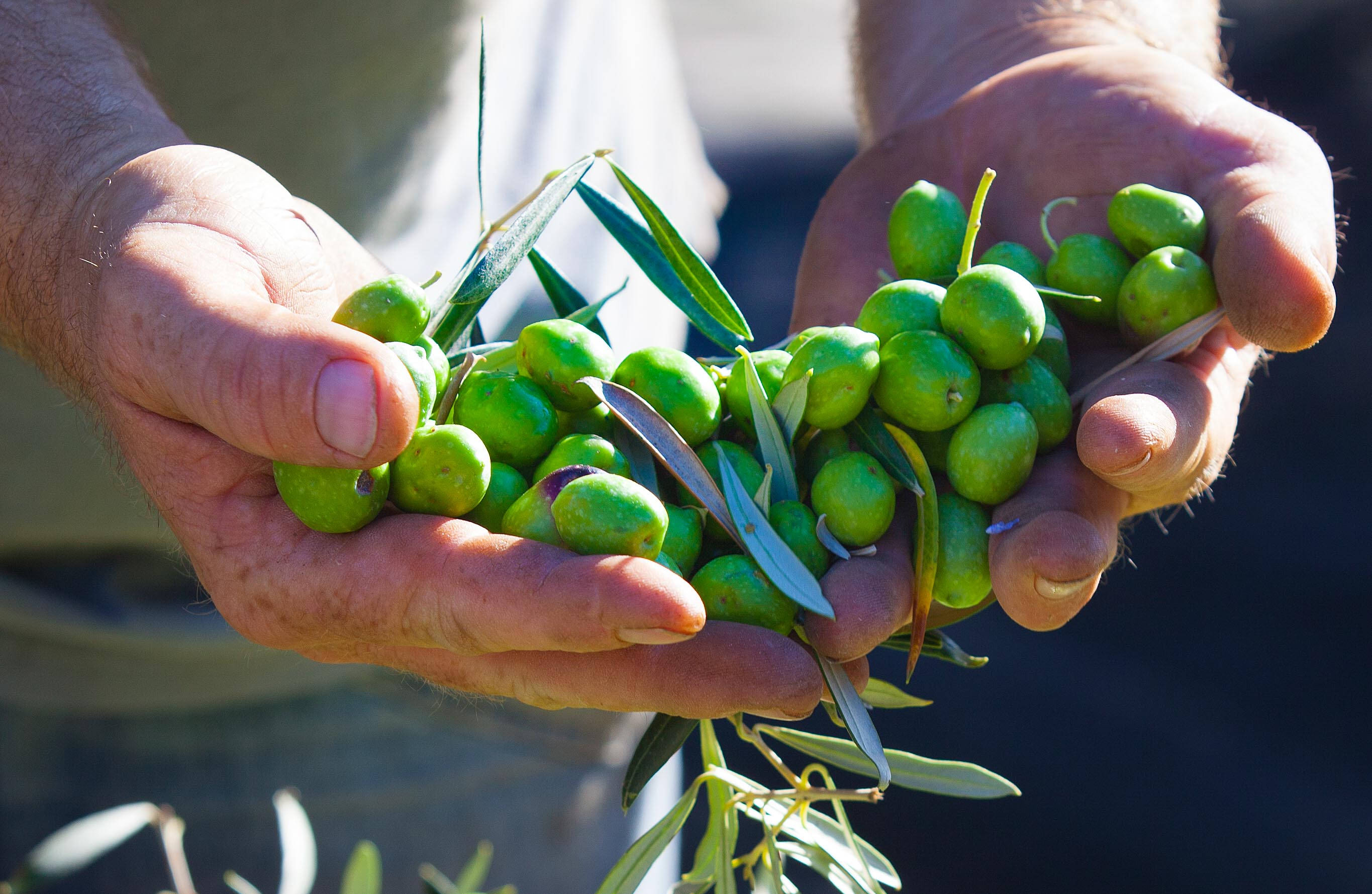 Aceitunas.