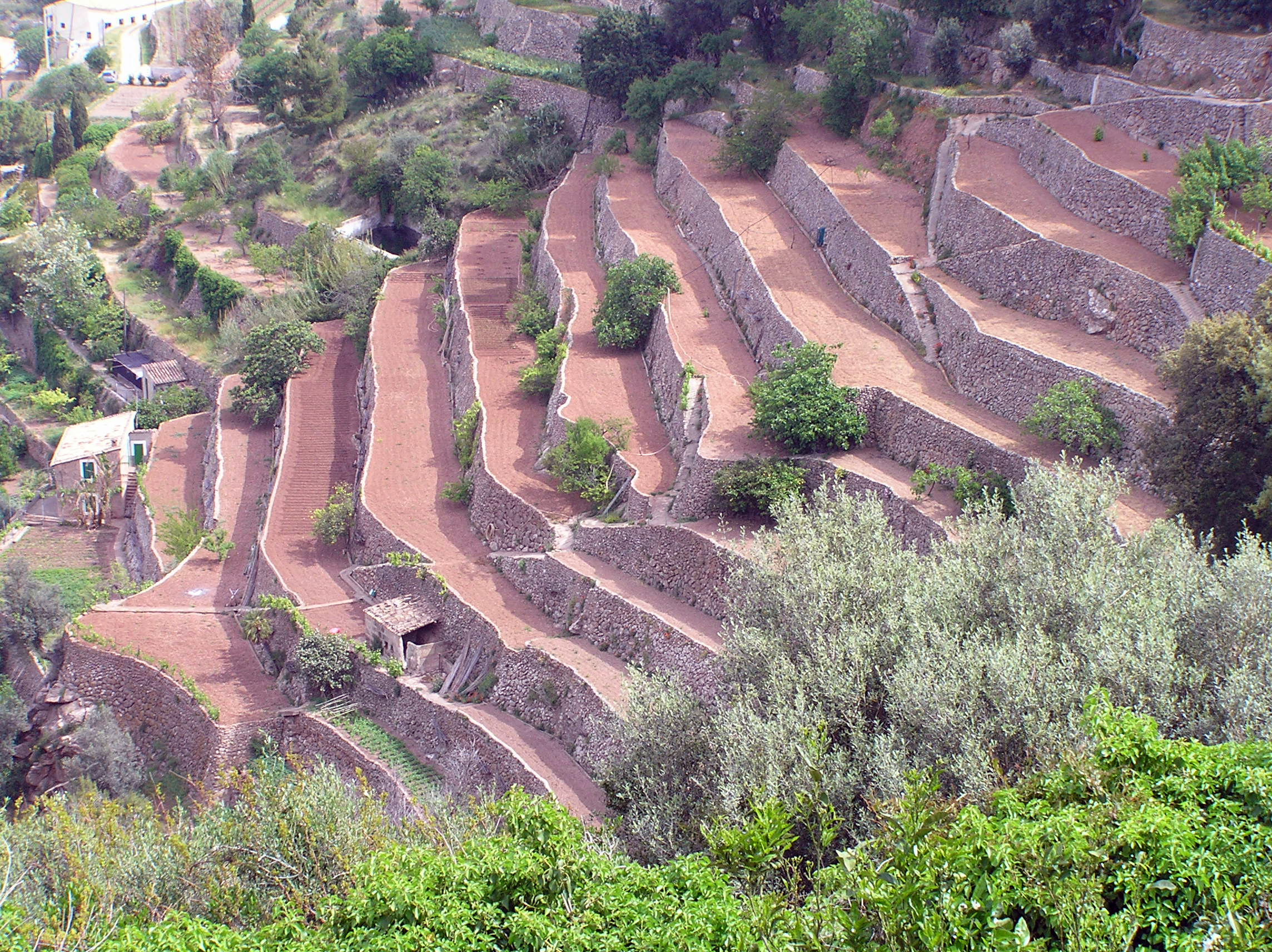 Bancales de la serra de Tramuntana en Banyalbufar.