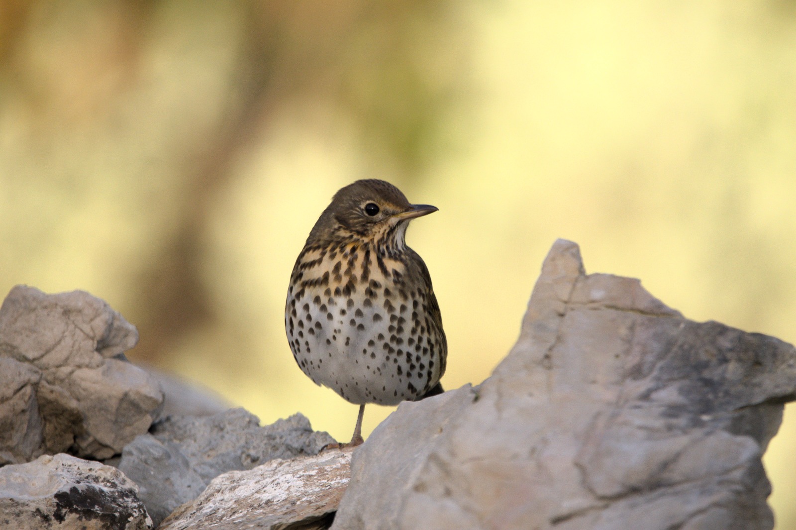 tord/zorzal común/ Turdus philomelos