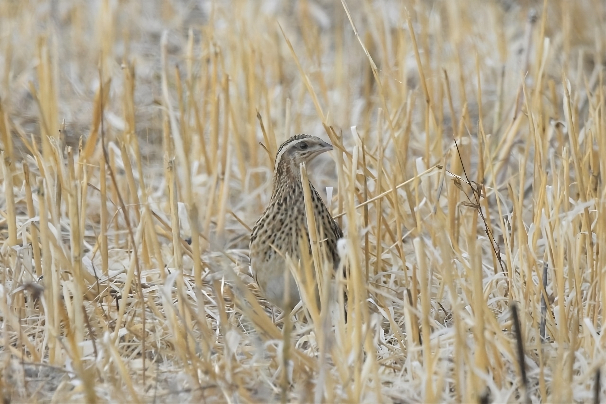 Guàtlera (Coturnix coturnix)