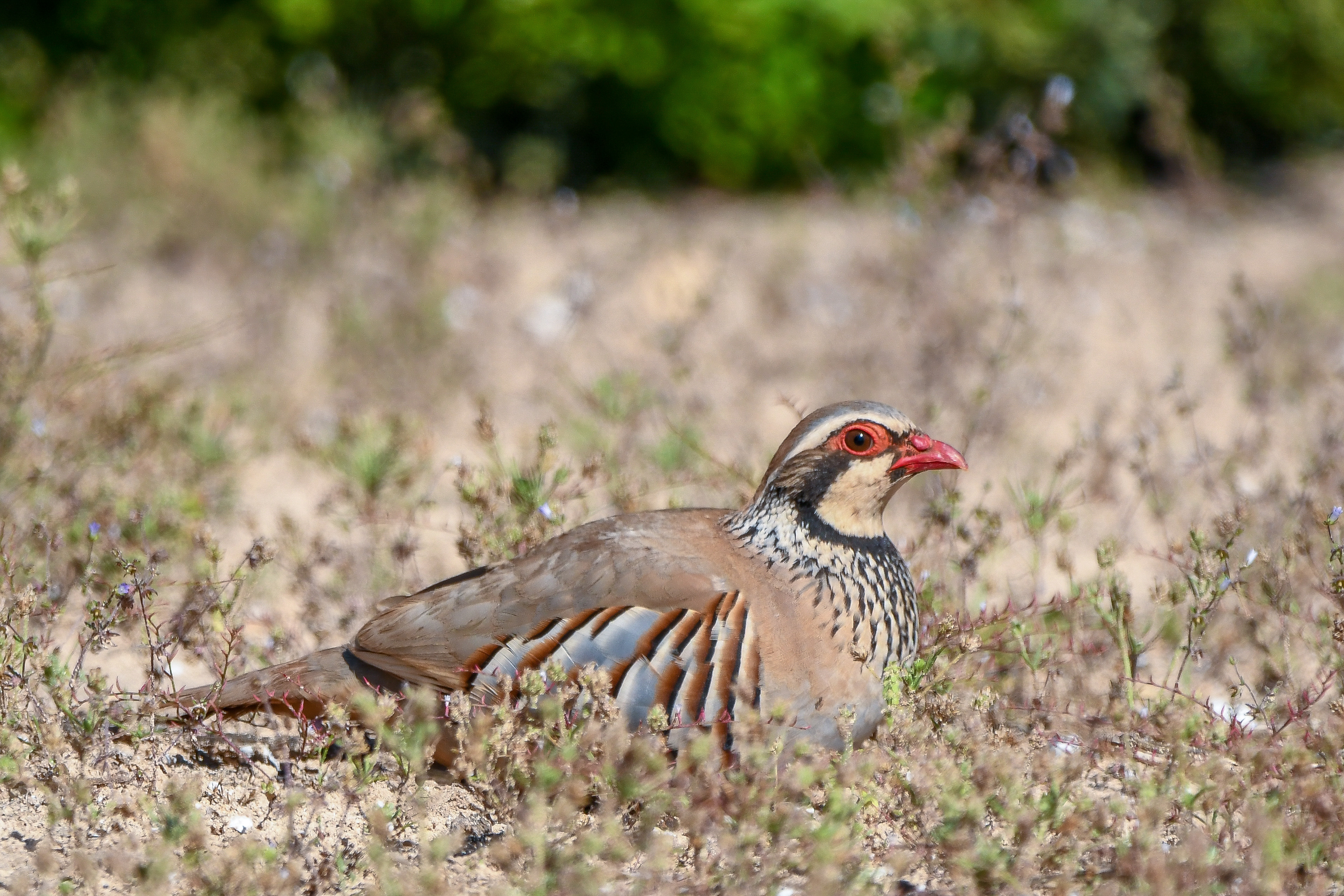 Perdiu_perdiz roja_Alectoris rufa