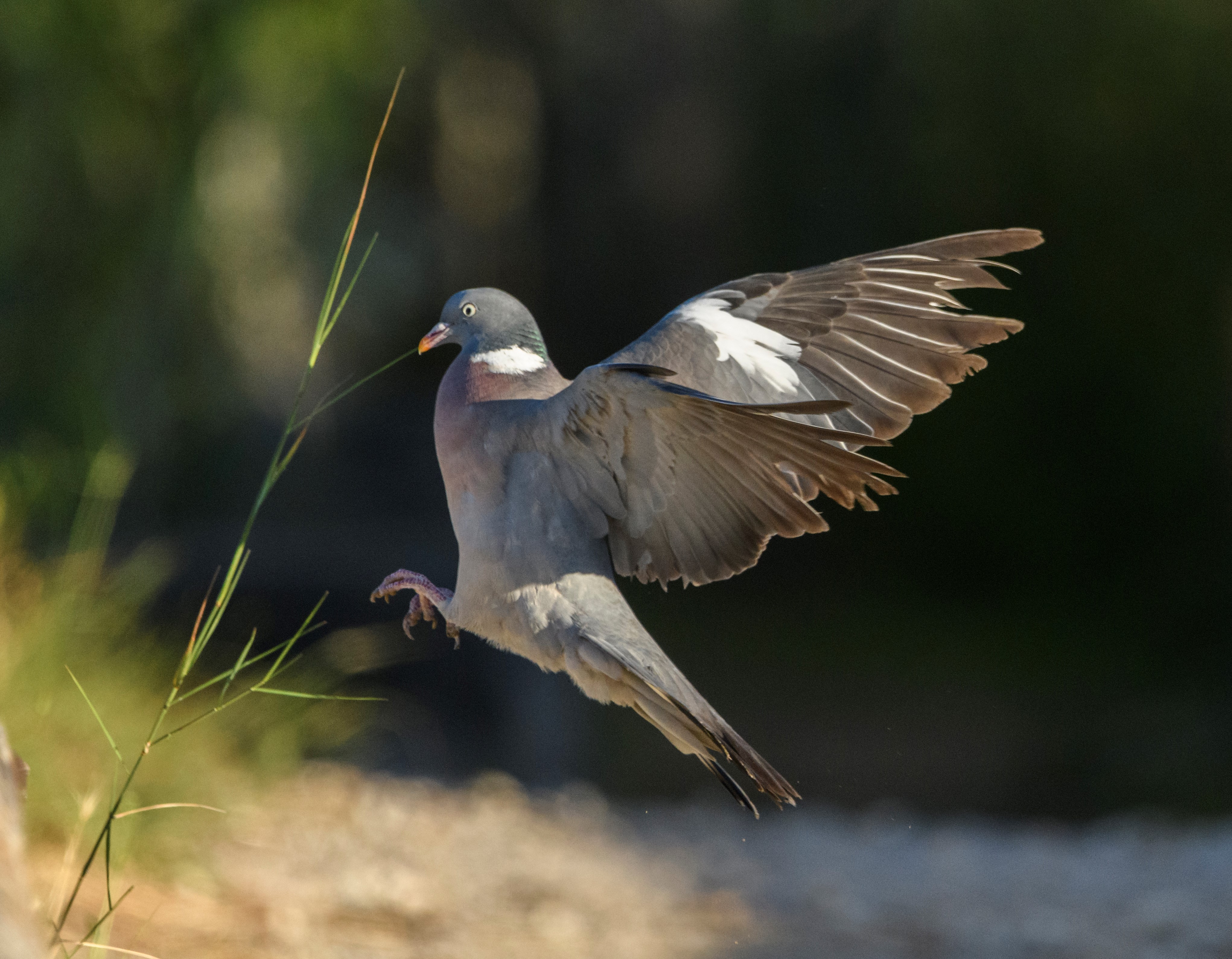 Tudó (Columba palumbus)