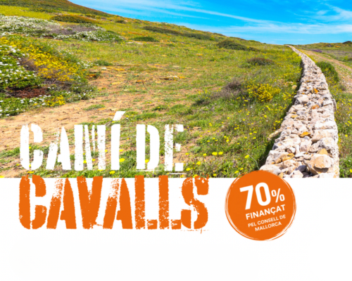 Cami de cavalls