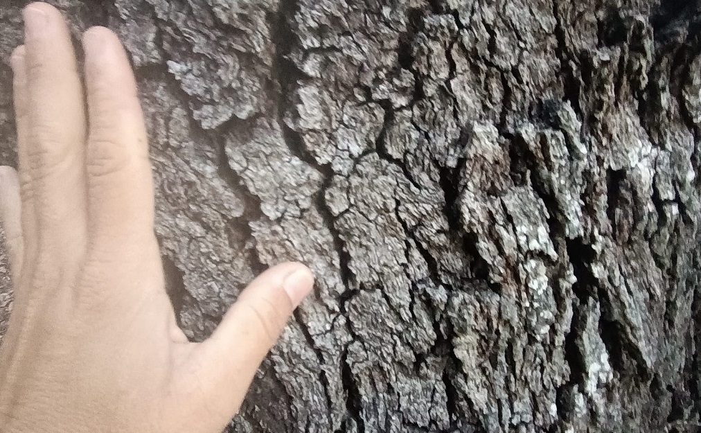 El cant al bosc